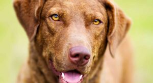 Chesapeake Bay Retriever