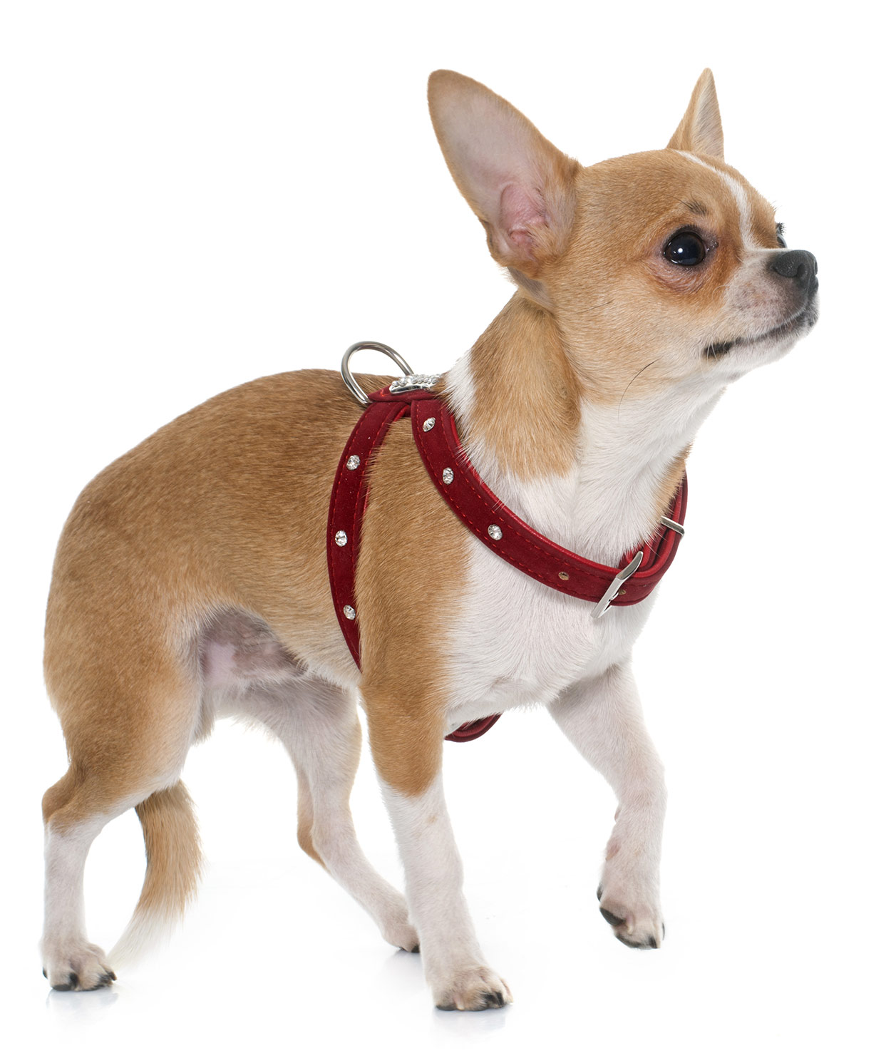 chihuahua harness