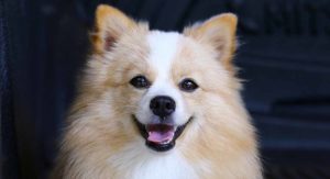 Check out these Chihuahua mixes!