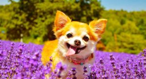 chihuahua names