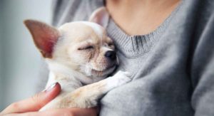 chihuahua temperament