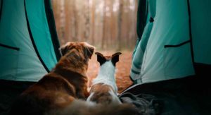 best dog tent