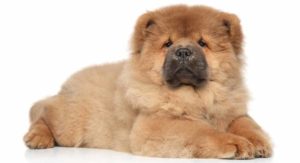 Chow Chow Temperament