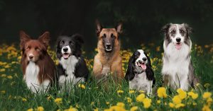 Clicker training - how it works and what to do when it doesn't