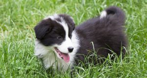 Why Do Dogs Pant? A Complete Guide To Dog Panting