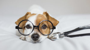 colloidal silver for dogs