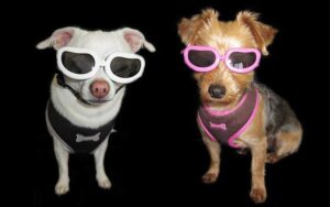 cool dog names