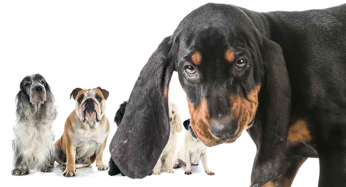 Coonhound Mixes