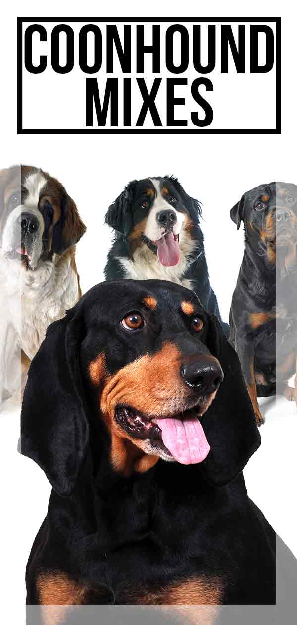Coonhound Mixes