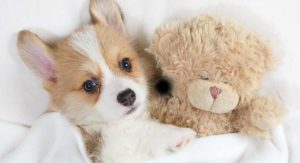 Corgi
