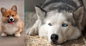 husky Mixes