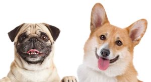 Corgi Pug Mix