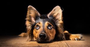 cross breed dogs