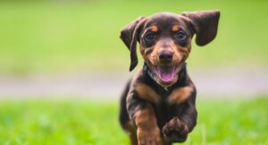 cute dog quotes