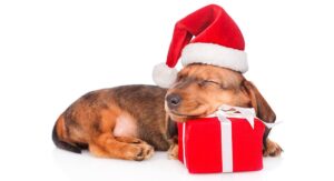 A dachshund puppy sleeping on a gift
