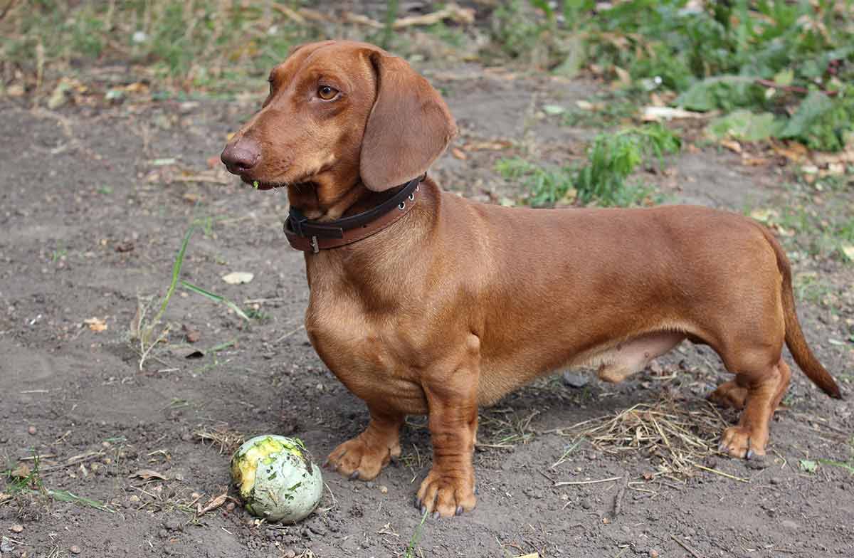 dachshund names