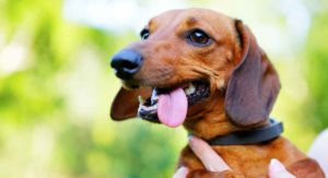 dachshund temperament
