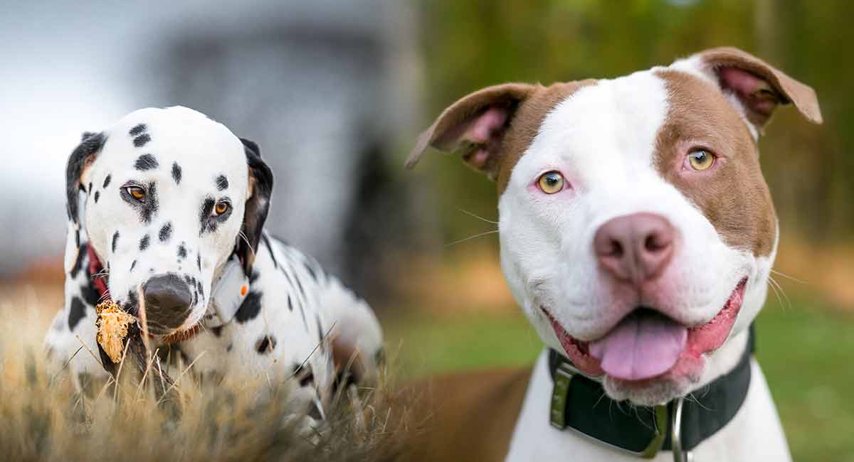 Dalmatian Pitbull Mix