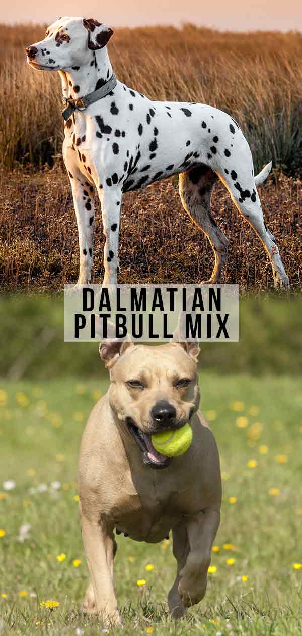 Dalmatian Pitbull Mix
