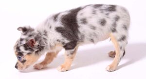 dapple chihuahua