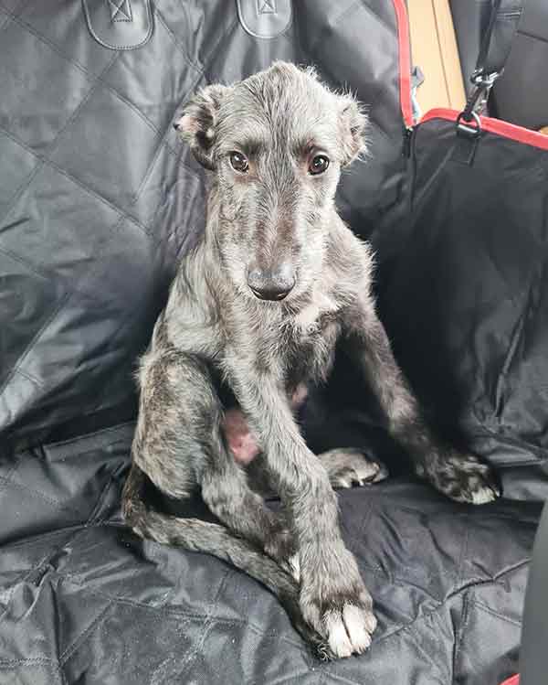 deerhound puppy ten weeks old