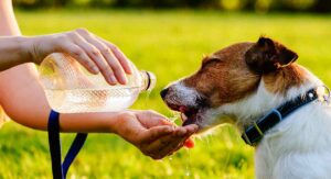 Dehydration in Dogs