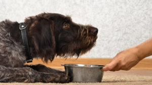 diabetic dog food