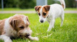 do dogs get jealous