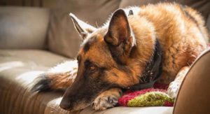 Do German Shepherds Shed