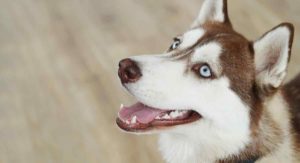 do huskies shed