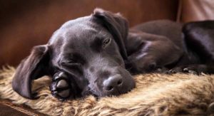 do labs shed