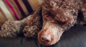 Do Poodles Shed