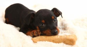 names for doberman pinschers