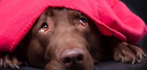 dog anxiety