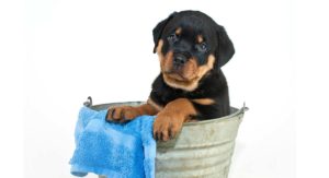 dog bathtub