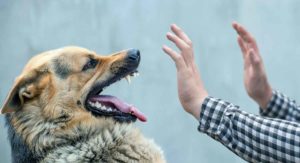 How do you get dog bite treatment?