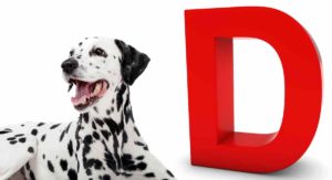 dog breeds that start with D