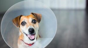 dog cone