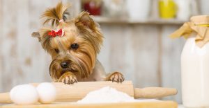 dog cupcake recipes