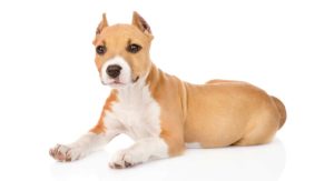 dog ear cropping