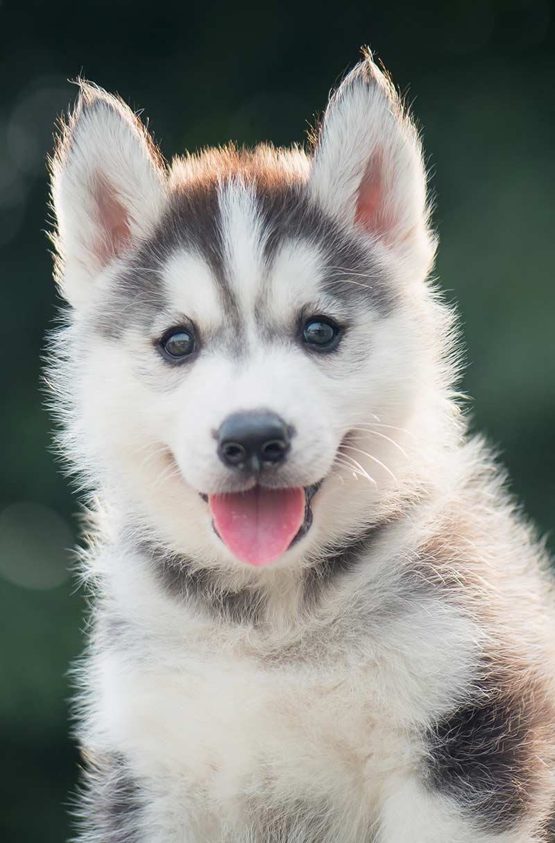 Find out why this puppy's ears are healthy and more fascinating dog shape facts in this article from The Happy Puppy Site