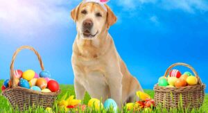 a dog surrounded by Easter eggs