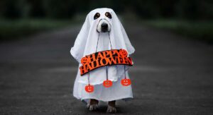 Best Dog Halloween Costume - Costumes For Small To Large Dogs