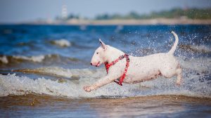 terrier dog breeds