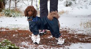 dog hiking