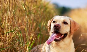 dog impulse control