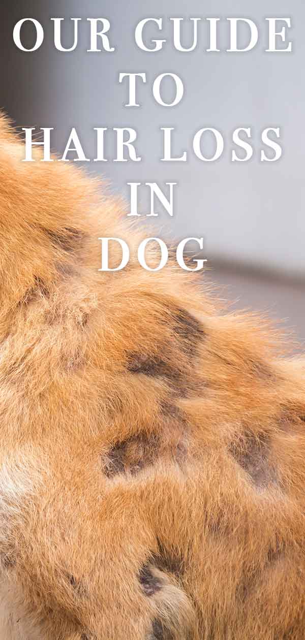 dog losing hair