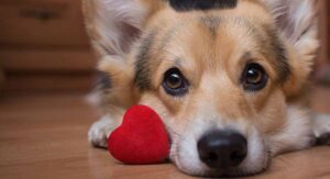 dog love quotes