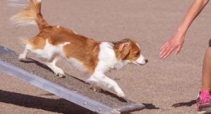 best dog ramps