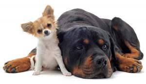 Dog sizes - top tips on choosing
